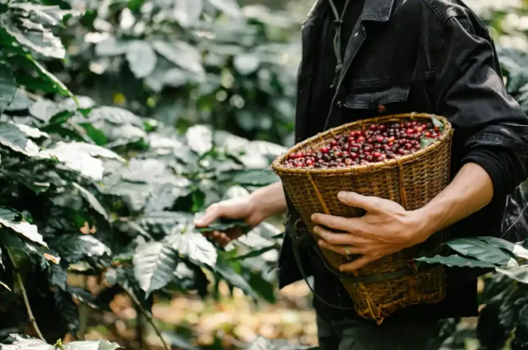 plantáž s kávou, kyselost kávy