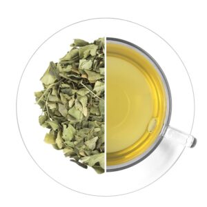 Moringa olejodárná