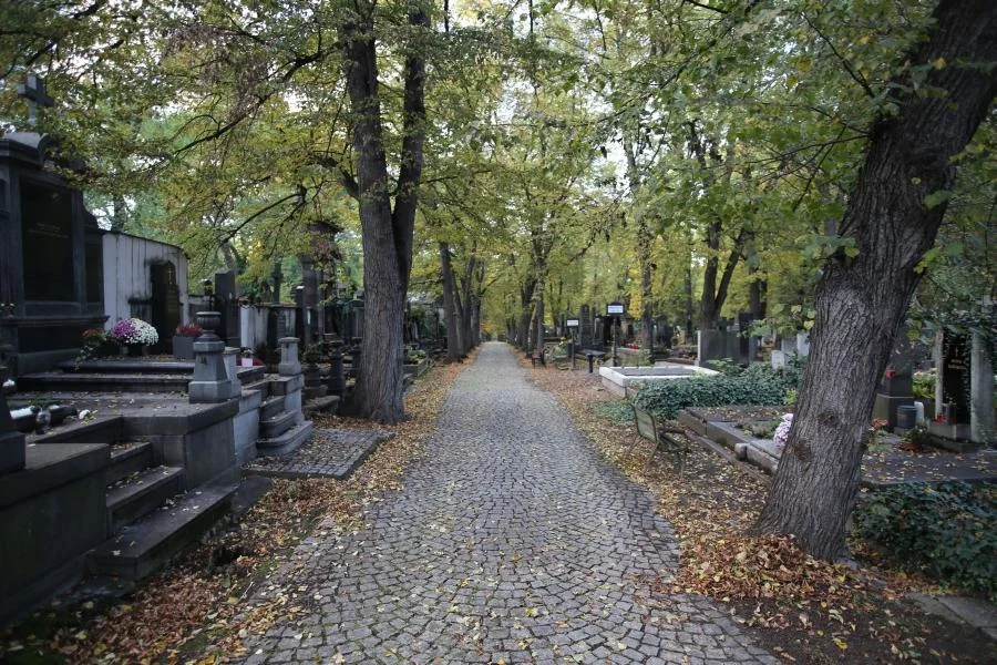 olsany 2